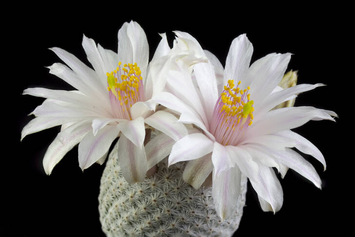 Kaktus s bílými květy