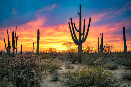 Deserto di Sonora al tramonto