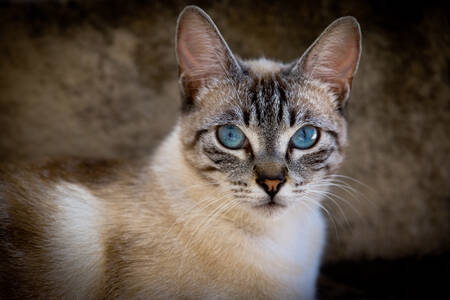 Γκρι γάτα με μπλε μάτια