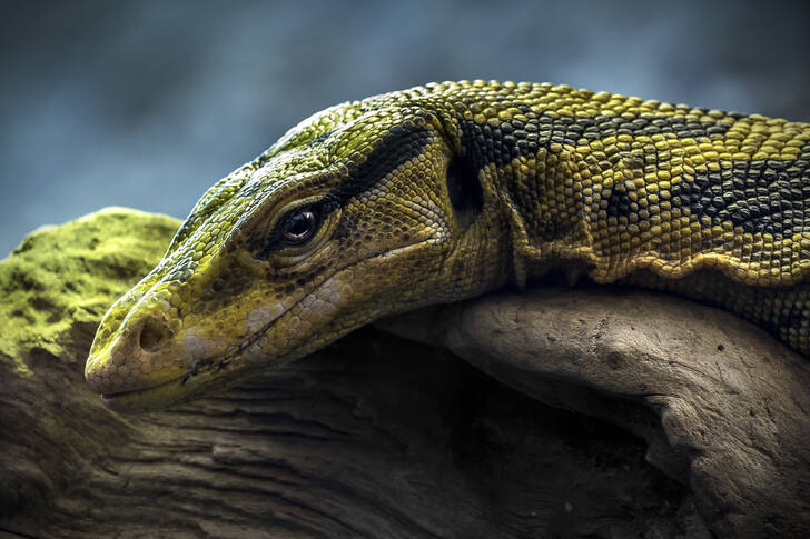 Eidechse auf einem Felsen
