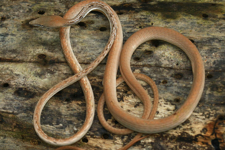 Asian whip snake