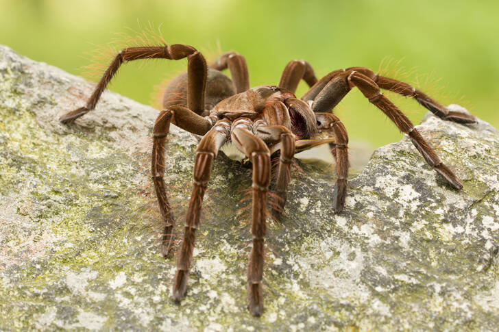 Goliath birdeater