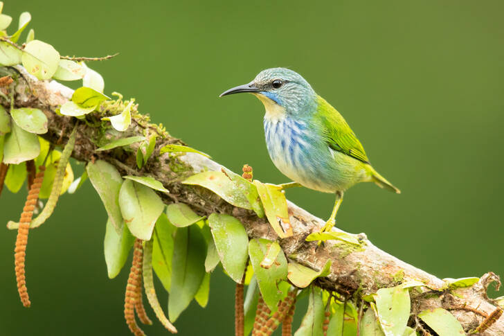 A female honeyeater tanager