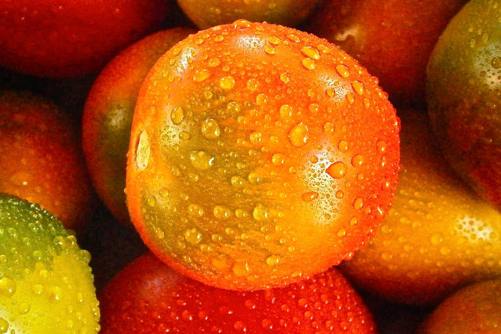 Tomatoes with dew drops