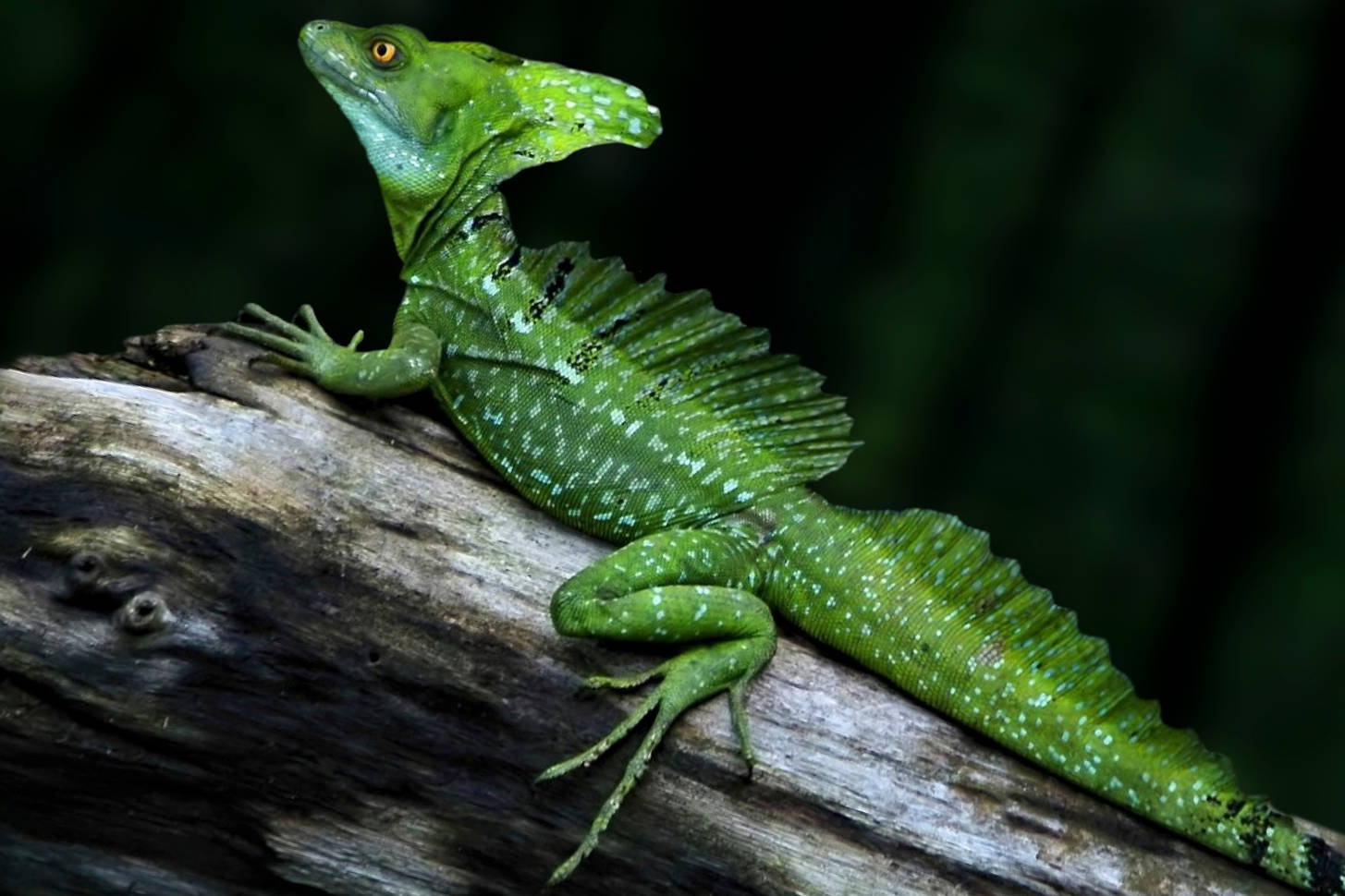 Basilisk lizard Jigsaw Puzzle (Animals, Reptiles) | Puzzle Garage