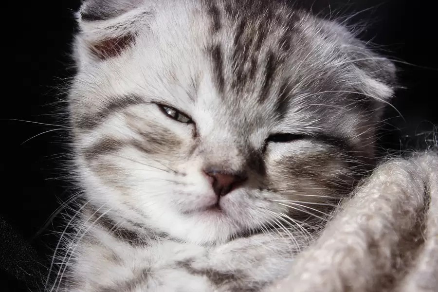 Малко сиво коте