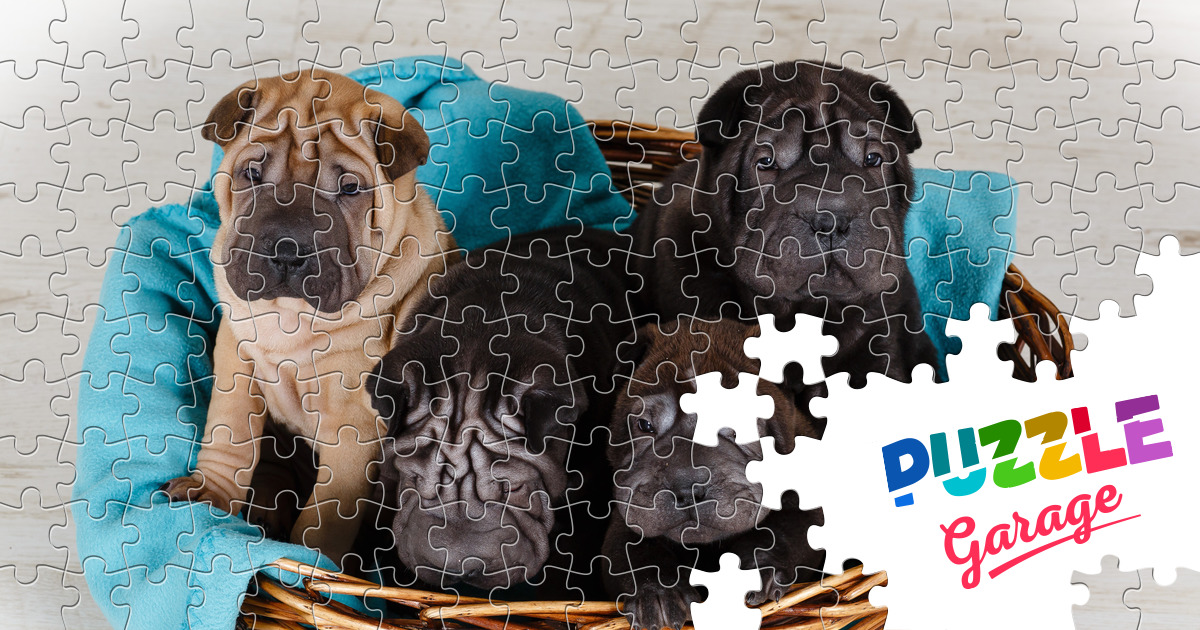 shar pei puzzle