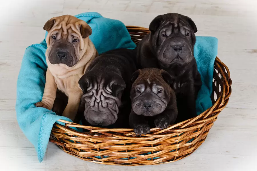 Shar Pei-puppy's