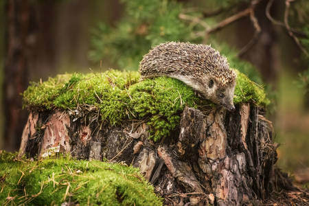 Hedgehog on a tree stump
