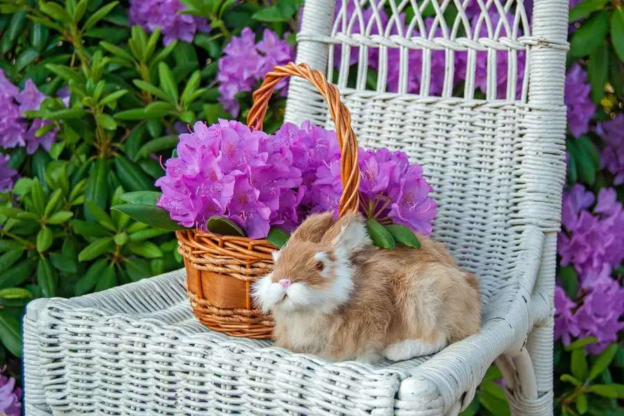 Konijn op een rieten stoel in de tuin