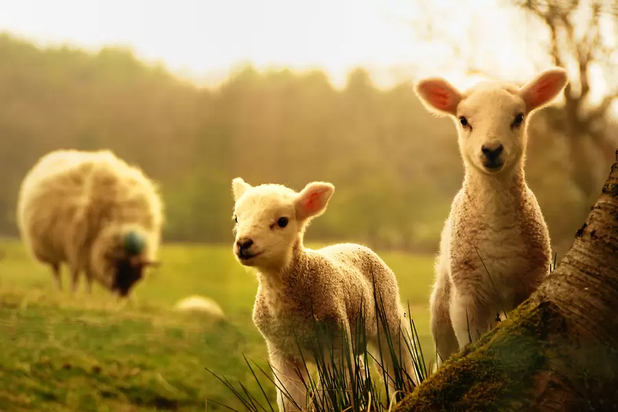 Ovine