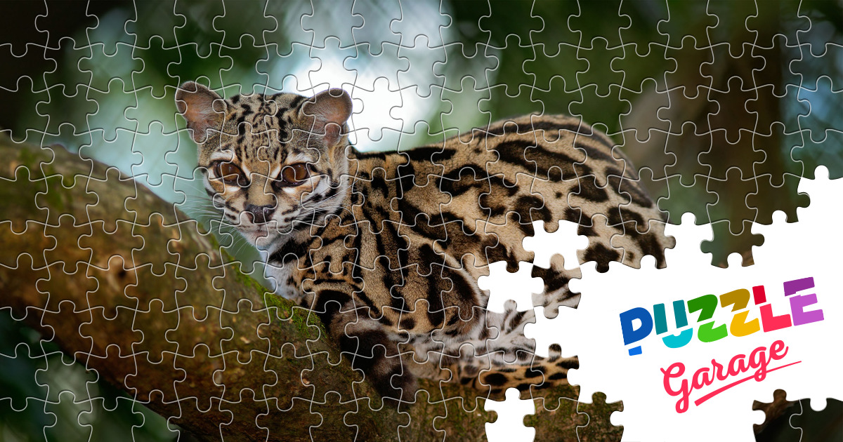 Quebracabeça Margay (Animais, Mamíferos) Puzzle Garage