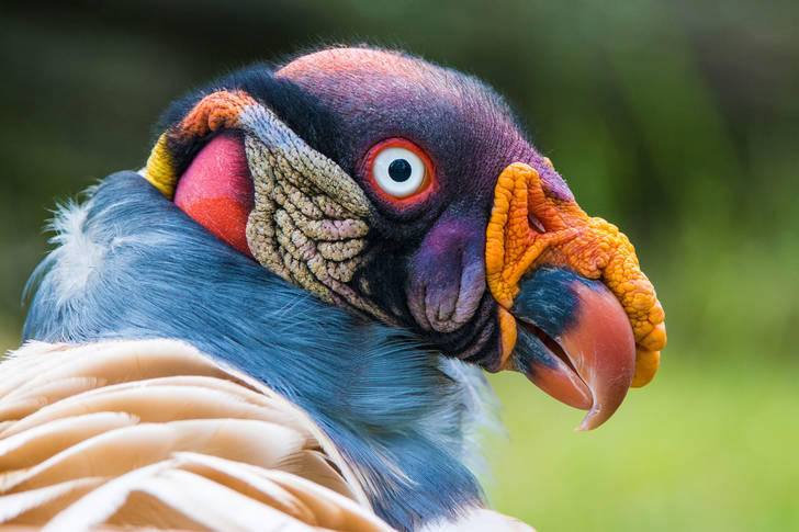 Portrait of a royal vulture