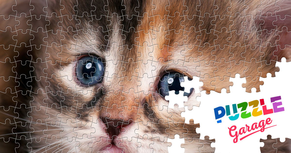 Kitten close up Jigsaw Puzzle (Animals, Pets) | Puzzle Garage