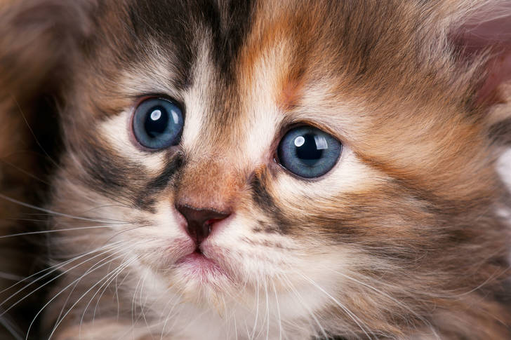 Kitten close up