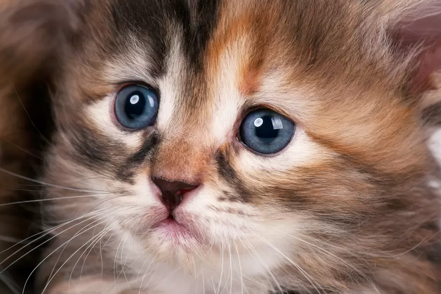 Gatito de cerca