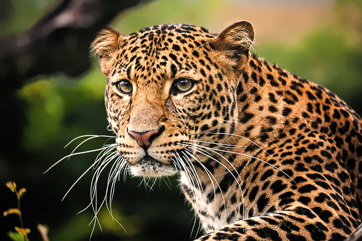 Portrét leoparda