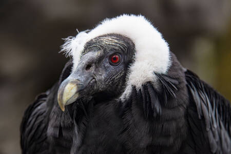 Andean condor portrait