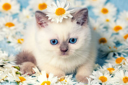 Kitten in daisies