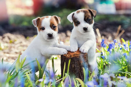 Cachorros jack russell terrier