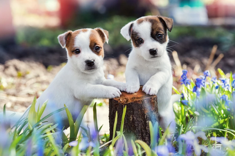 Jack Russell Terrier kölykök