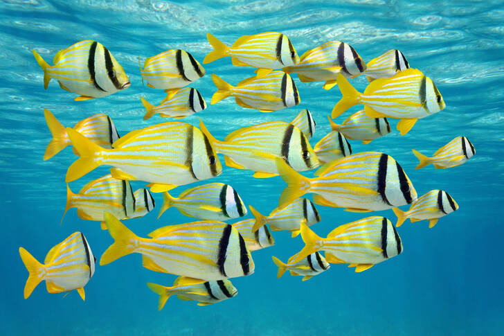 School of tropical fish