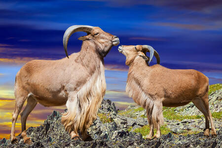 Maned rams on a rock