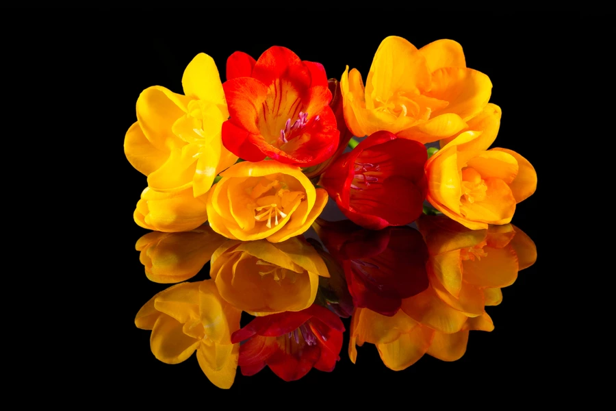 Freesias sur fond noir