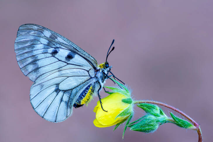 Mnemosyne Butterfly
