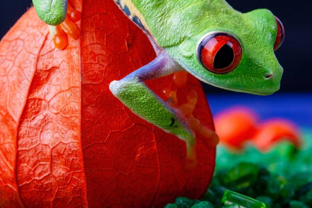 Crvenooka žaba