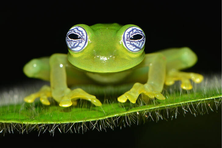 Glass frog on a black background