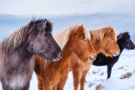 Islandshästar i olika färger