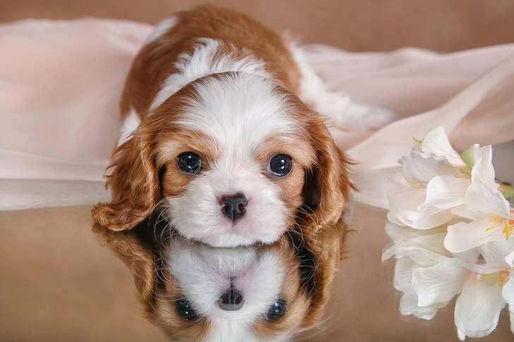 Chiot sur une surface miroir