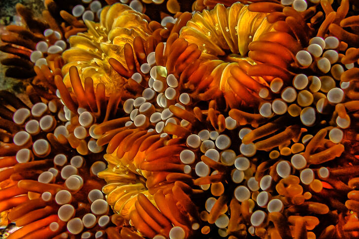 Anemoni di mare