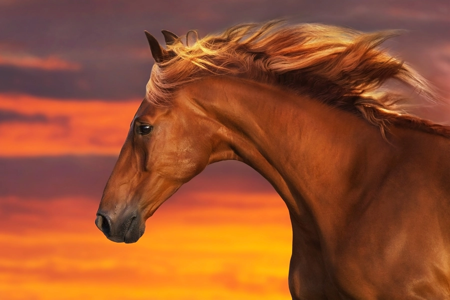 Cheval sur fond de ciel coucher de soleil