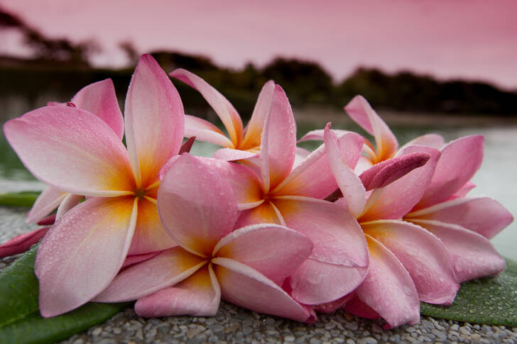 Kvet frangipani