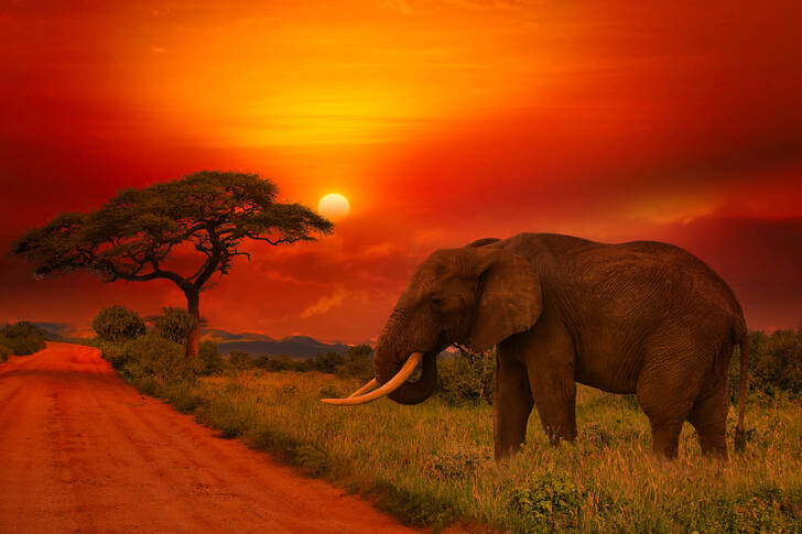 Elefante africano ao pôr do sol