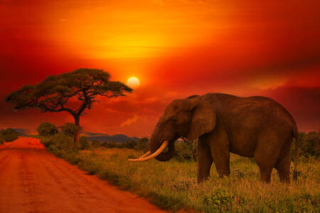 Африкански слон по залез слънце