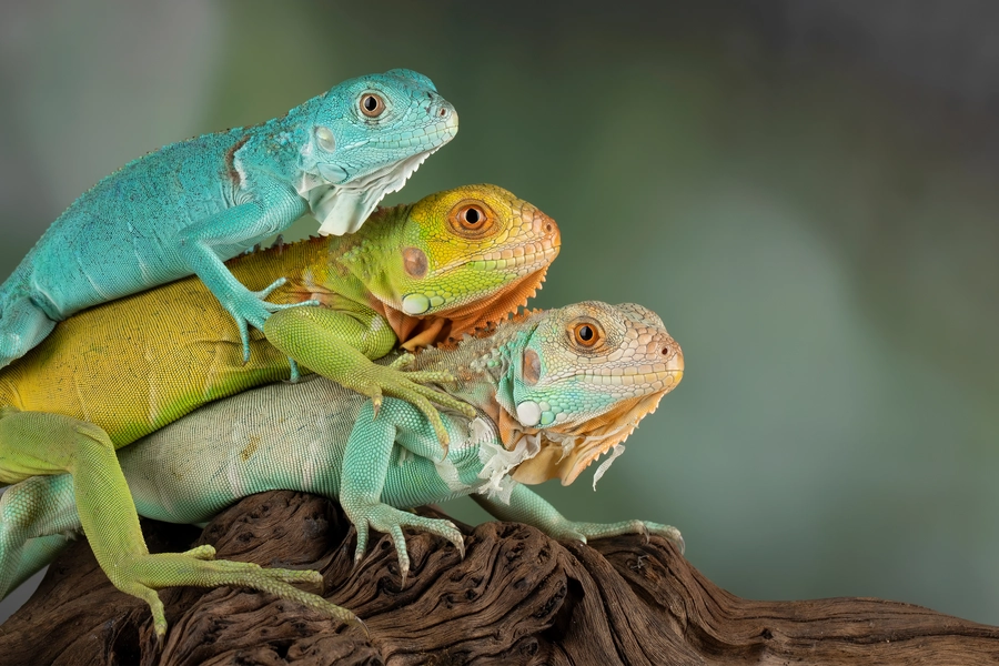 Tri iguane
