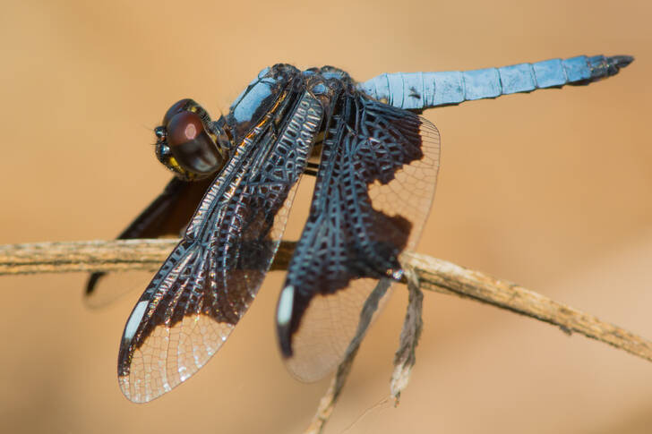 Retrato de vista lateral de uma libélula