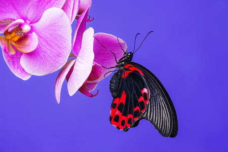 Бабочка на орхидее