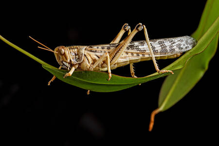Púštny Locust
