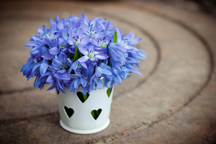 Blue forest flowers