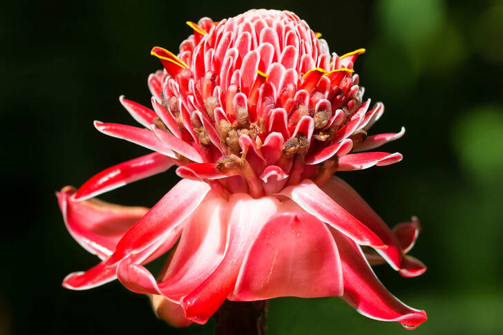 Ginger flower