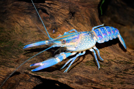 Crabe bleu