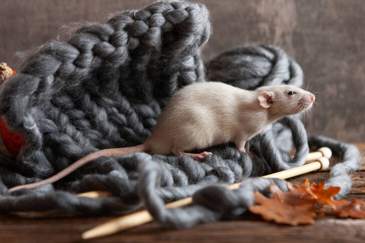 A rat on grey yarn