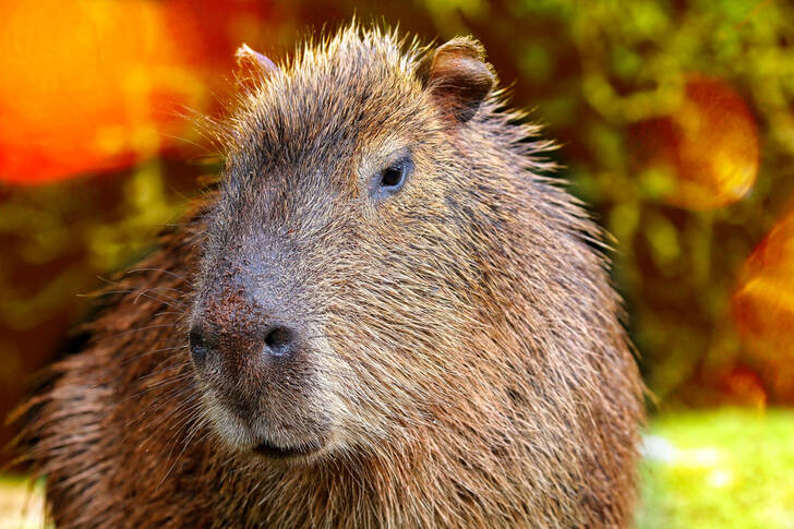 Capibara