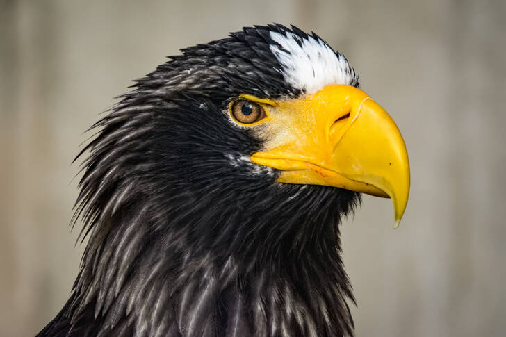 Portrait of an eagle