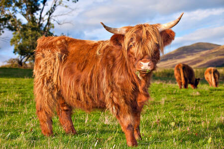 Scottish cow