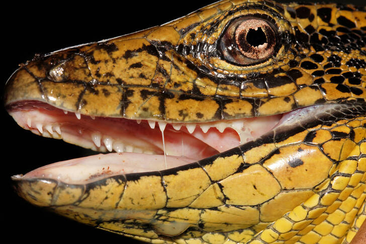 Macro photo of an iguana